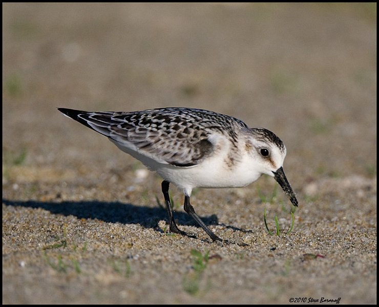 _0SB7166 sanderling.jpg